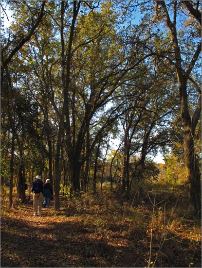 sm 2009.11.01.02  Cosumnes.jpg - Typical oak woodland next to the Cosumnes River.